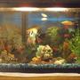 10 gallons freshwater fish tank (mostly fish and non-living decorations) - My first tank not very good, but i'm proud...anglefish is gone now
