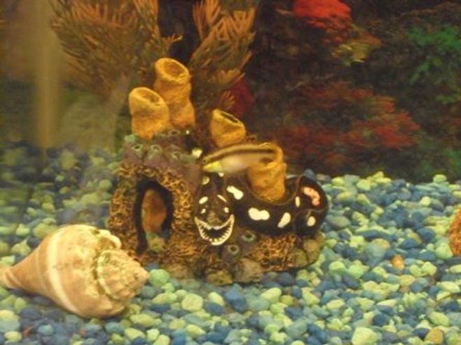 saltwater fish stocking in 10 gallons tank - one of my kribensis