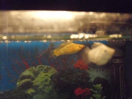 freshwater fish - poecilia latipinna - sailfin molly stocking in 10 gallons tank - My sailfin mollys