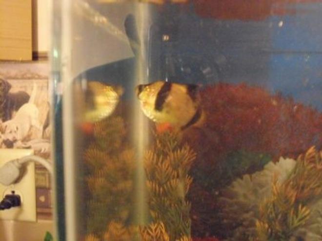 freshwater fish - puntius tetrazona - tiger barb stocking in 10 gallons tank - tiger barb