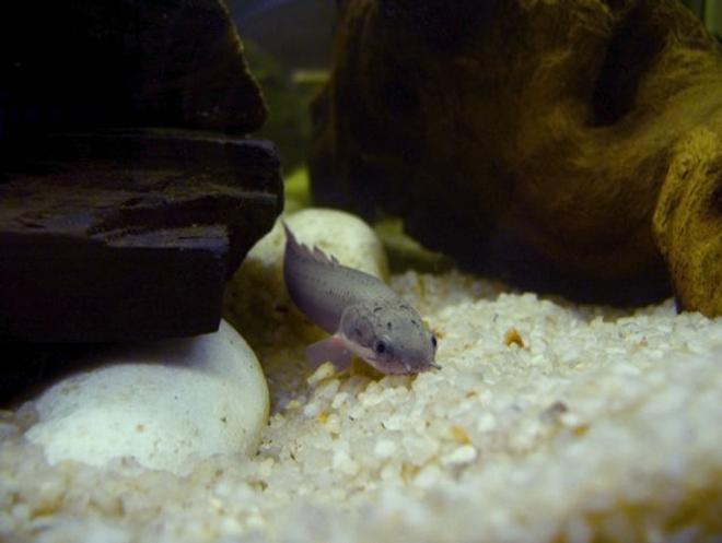 freshwater fish - polypterus retropinnis - retropinnis bichir stocking in 20 gallons tank - My tanks main inhabitant ... Smeagle the Polypterus