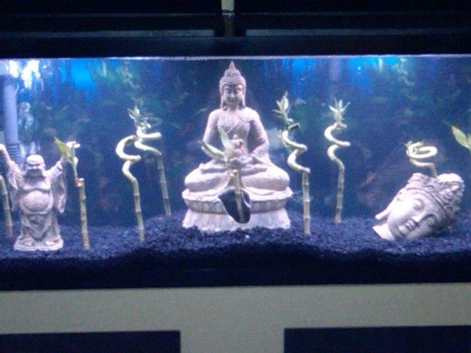 55 gallons freshwater fish tank (mostly fish and non-living decorations) - My new Tank No fish yet but going tonight to get some.