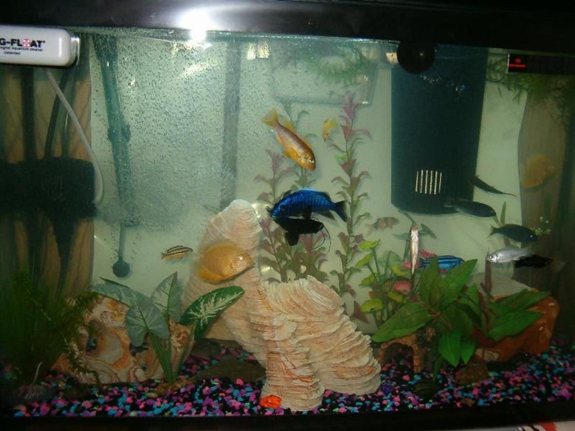 freshwater fish stocking in 28 gallons tank - My kids!