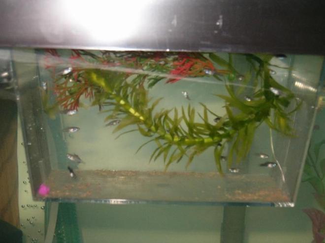 freshwater fish - poecilia latipinna - dalmatian molly stocking in 28 gallons tank - My baby Mollies. Silver mom , dalmation Dad. from another tank.