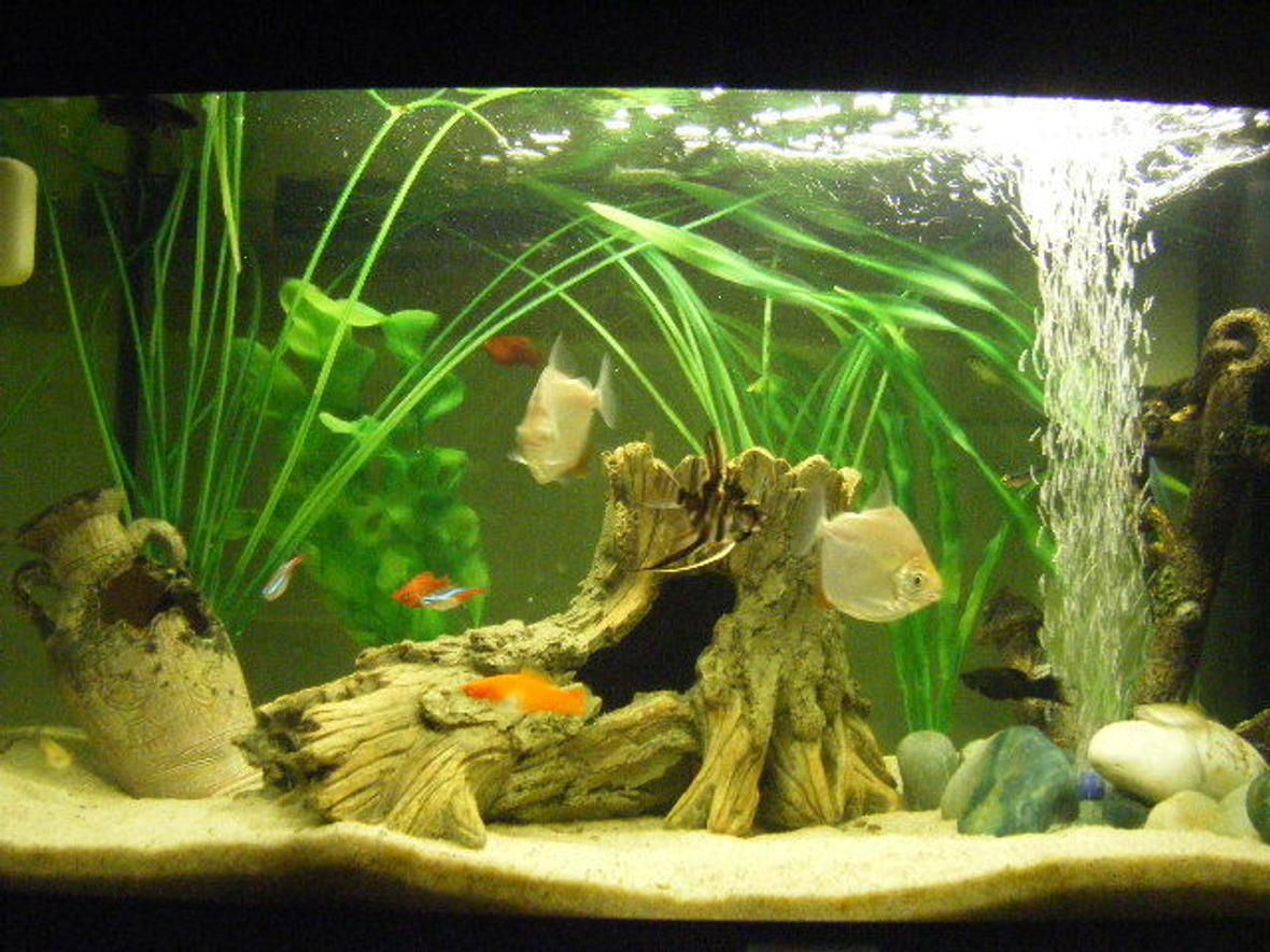 12 gallons freshwater fish tank (mostly fish and non-living decorations) - 2 Silver Dollars, 4 danios,2 Penguin Tetra, 7 Neons, 2 Platy's, 1Male Siamese Fighter, 1 Female Fighting Fish, 1 Ghost Knife-fish, 2 Mollies, 1 Angel Fish and one weird orange thing ! :S