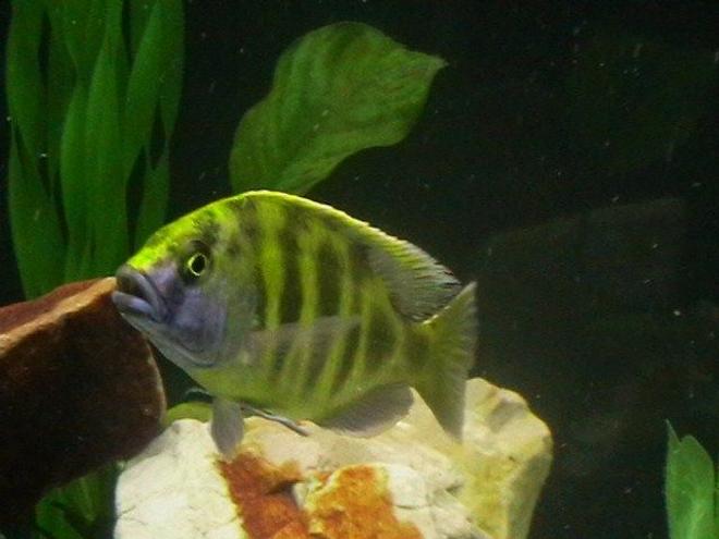 freshwater fish - nimbochromis venustus - venustus cichlid stocking in 200 gallons tank - my cichild