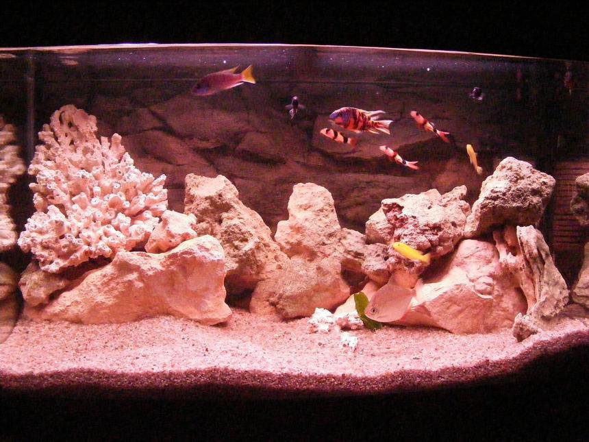 Rated #1530: 40 Gallons Freshwater Fish Tank - ar850 freshwater, my tank looks heaps pink, i dont know why???