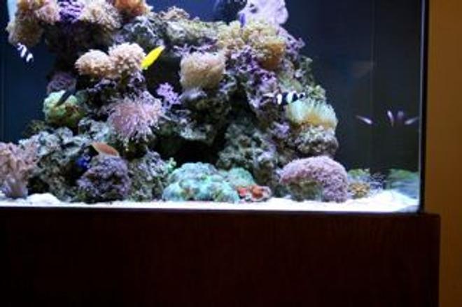 210 gallons reef tank (mostly live coral and fish) - Front Side View Right