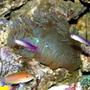 saltwater fish - nemateleotris decora - firefish, purple stocking in 210 gallons tank - Elegance Coral with Purple Firefish Pair