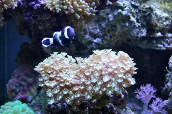 corals inverts - alveopora sp. - alveopora coral stocking in 210 gallons tank - Clowning Around in my Aussie Alvepora!!!