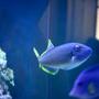 saltwater fish - odonus niger - niger triggerfish stocking in 210 gallons tank - Yeah, He is reef safe. So far.
