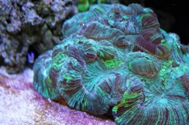 corals inverts - trachyphyllia radiata - brain coral stocking in 210 gallons tank - BRRRRAAAAAIIIIIIINNNNNNSSSS!!! Wesslophyillia Open Brain