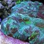 corals inverts - trachyphyllia radiata - brain coral stocking in 210 gallons tank - BRRRRAAAAAIIIIIIINNNNNNSSSS!!! Wesslophyillia Open Brain