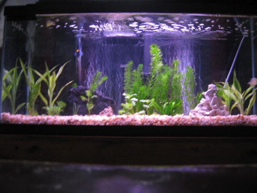 Rated #1970: 30 Gallons Planted Tank - 30 gallon piranha tank with some live plants