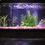 30 gallons planted tank (mostly live plants and fish) - 30 gallon piranha tank with some live plants