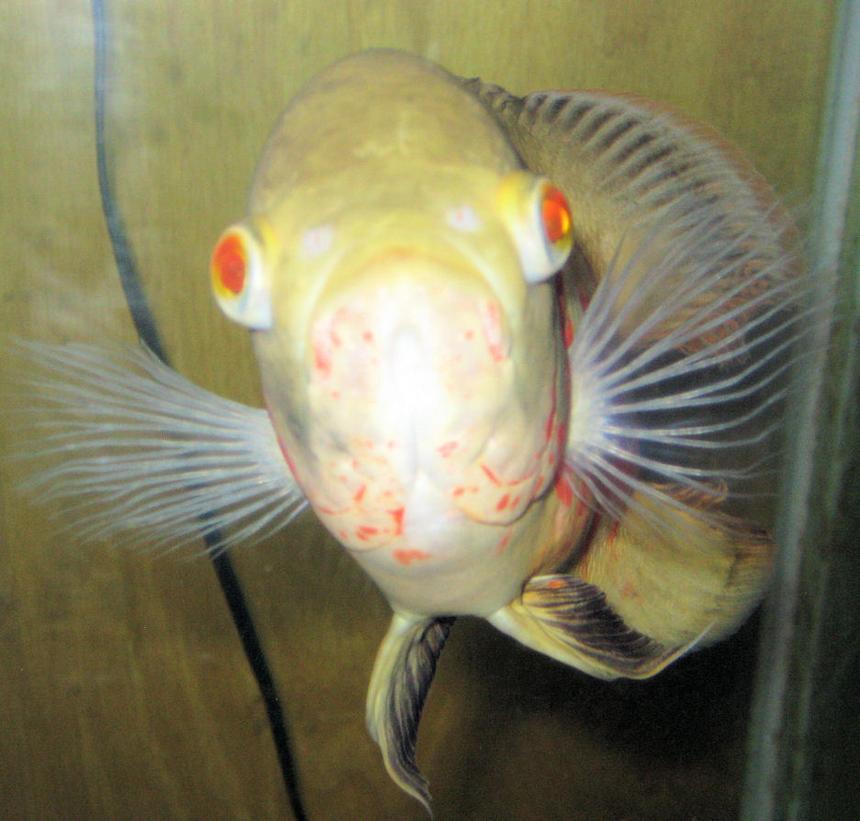 Rated #1268: Freshwater Fish - Astronotus Ocellatus - Albino Oscar Stocking In 150 Gallons Tank - A portrait of my 9 month old Albino Oscar.