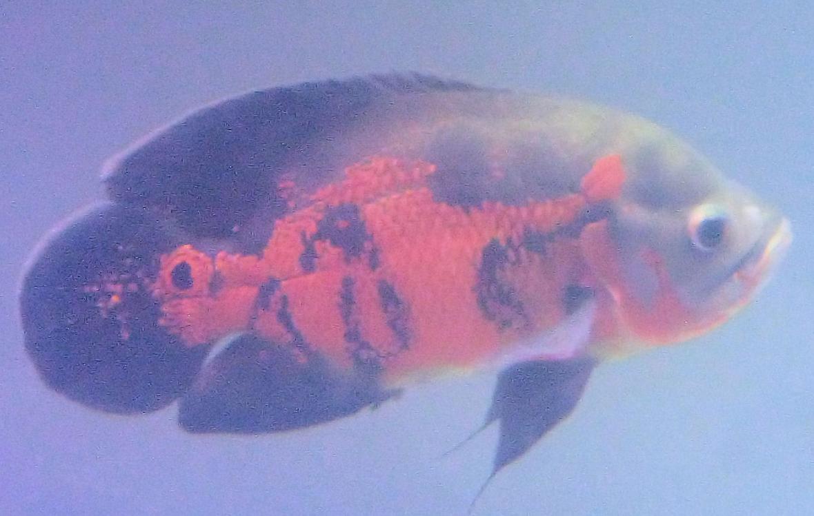 freshwater fish - astronotus ocellatus - tiger oscar stocking in 150 gallons tank - Here is a Full Body shot of my 2 year old Tiger Oscar whom I was able to save from New Tank Syndrome doing my first water change.