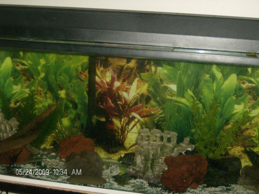 Rated #3424: 90 Gallons Freshwater Fish Tank - Old Tank, 90g... glass canopy, New Lights, lava rocks.. fake plants, castle brake in half.
same stones from the beach.