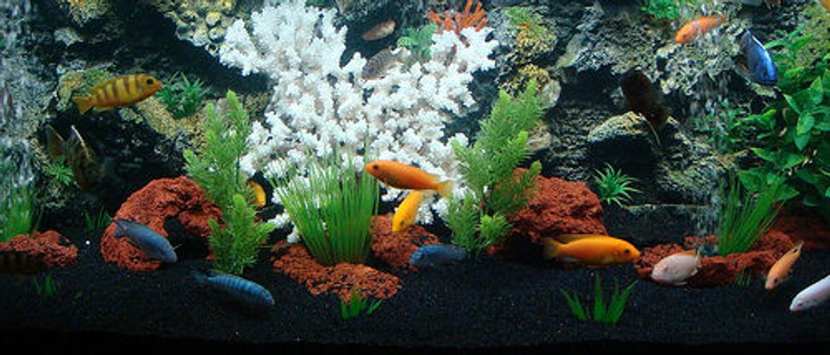 freshwater fish - pseudotropheus estherae - red zebra cichlid stocking in 90 gallons tank - My first cichlid tank , 90 gallons , black sand ,foam background , lava rocks , plactic plants , coral , 2 power filters and one canister filter .i have 18 african cichlids ,