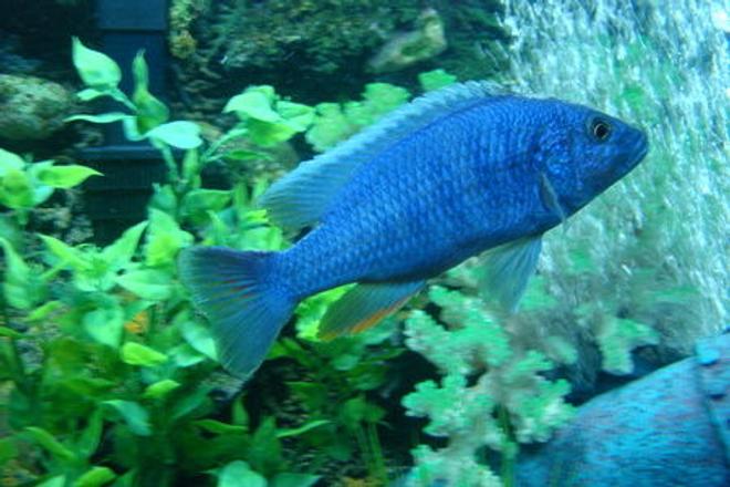freshwater fish - sciaenochromis fryeri - electric blue hap stocking in 90 gallons tank - ELECTRIC BLUE