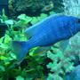 freshwater fish - sciaenochromis fryeri - electric blue hap stocking in 90 gallons tank - ELECTRIC BLUE