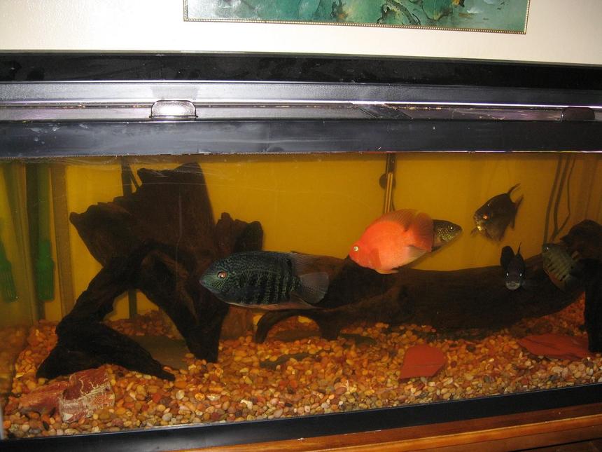 Rated #3970: 75 Gallons Freshwater Fish Tank - view of the tank