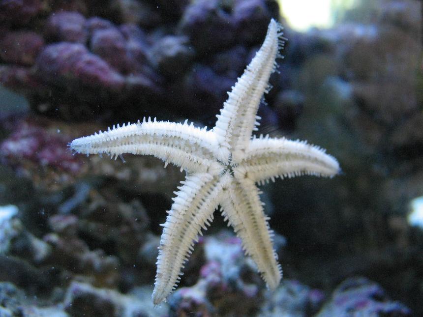 Rated #38: Corals Inverts - Astropecten Polycanthus - Sand Sifting Sea Star Stocking In 55 Gallons Tank - star light star bright