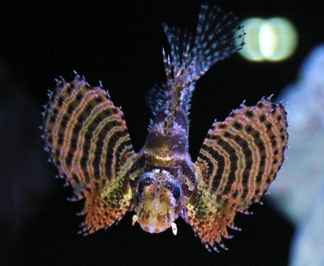 saltwater fish - dendrochirus brachypterus - fuzzy dwarf lionfish stocking in 150 gallons tank - Fuzzy Dwarf Lionfish