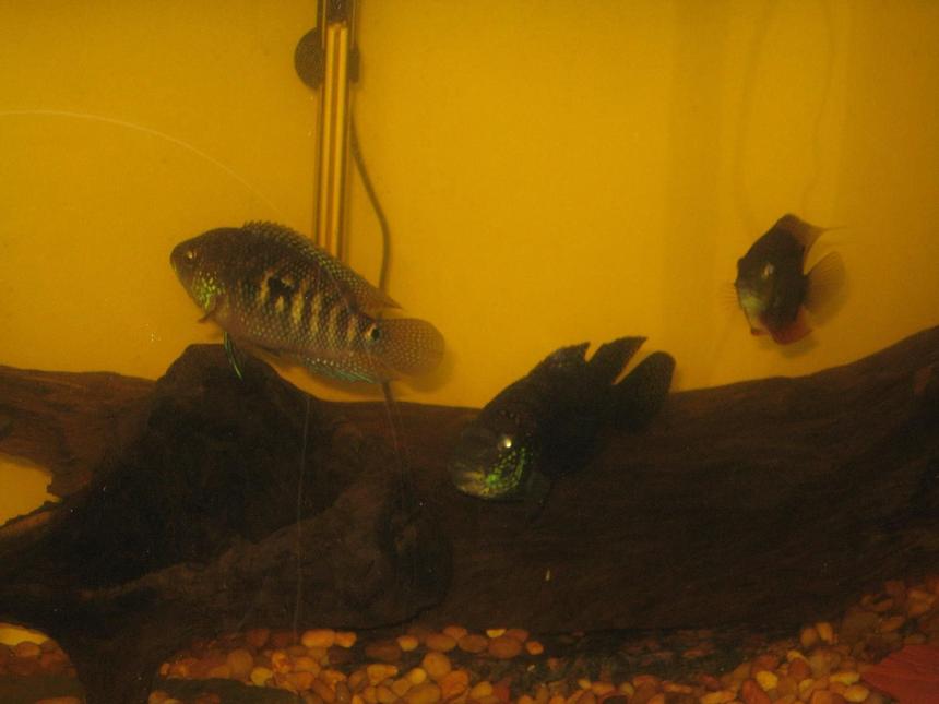Rated #2333: Freshwater Fish - Thorichthys Meeki - Firemouth Cichlid Stocking In 75 Gallons Tank - another view