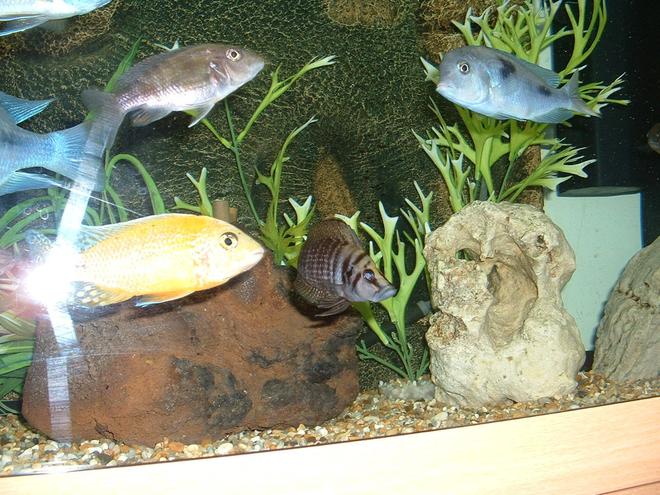 freshwater fish - altolamprologus calvus - calvus cichlid stocking in 90 gallons tank - Calvus