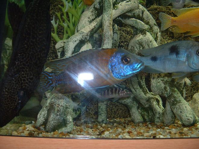 freshwater fish - aulonocara nyassae - nyasa peacock stocking in 90 gallons tank - Aulonocara Red Nyasse