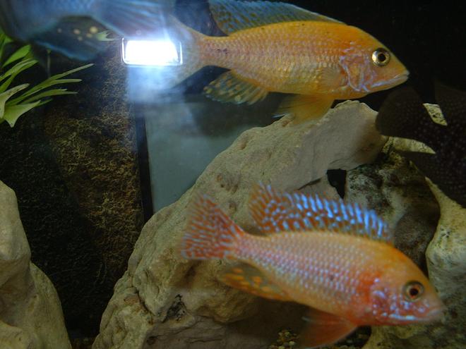 freshwater fish - aulonocara sp. - dragon blood peacock stocking in 90 gallons tank - Aulonocara Tangerine, Aulonocara Dragons Blood.