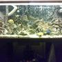 130 gallons saltwater fish tank (mostly fish, little/no live coral) - 130 gall
