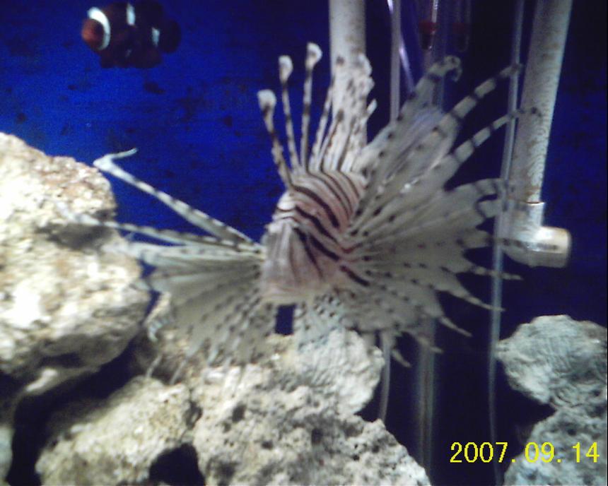 Rated #31: Saltwater Fish - Dendrochirus Zebra - Dwarf/zebra Lionfish Stocking In 130 Gallons Tank - my fish only tank