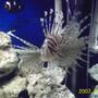 saltwater fish - dendrochirus zebra - dwarf/zebra lionfish stocking in 130 gallons tank - my fish only tank