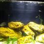 freshwater fish stocking in 12 gallons tank - Eclipse System 12