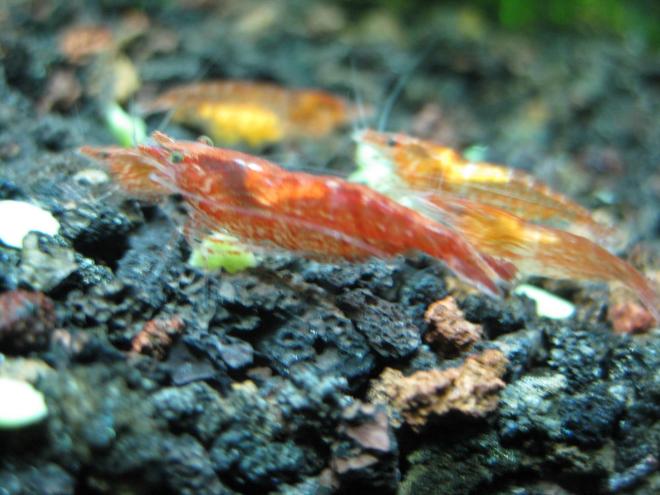 corals inverts - neocaridina denticulata sinensis - red cherry shrimp stocking in 10 gallons tank - A Red Cherry Shrimp -- up close.