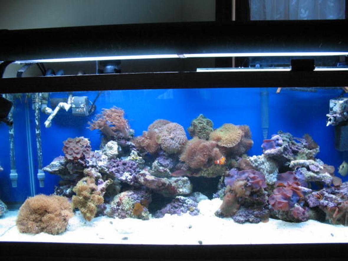 75 gallons reef tank (mostly live coral and fish) - 75 reef