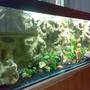 132 gallons freshwater fish tank (mostly fish and non-living decorations) - Mbuna setup