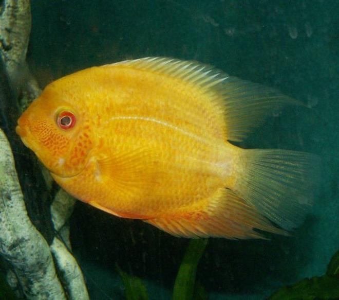 freshwater fish - heros serverus - gold severum stocking in 110 gallons tank - Cichlid