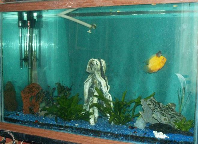 110 gallons freshwater fish tank (mostly fish and non-living decorations) - 110 Gal