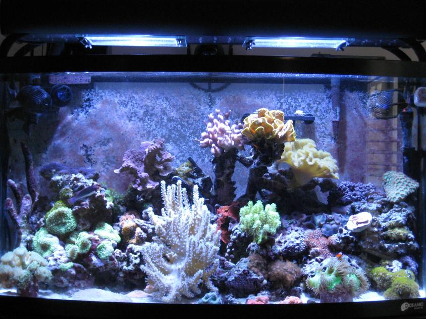 Rated #51: 46 Gallons Reef Tank - 46 Gallon Bow mixed sps, lps, softies, zoanthid and mushroom reef with 35 corals total, purple serpent star, peppermint shrimp, emerald crab, various blue legged crabs and astrea snails. Fish - Solarensis Wrasse, Oscellaris Clownfish, Bicolor Blenny, Green Spotted Mandarin. 65 lbs of LR and 15lbs of LS. 2 x 150 watts of 14,000K Phoenix bulbs Sunpod. Aqua C Remora Skimmer, 3 Hydor Koralia 1's.