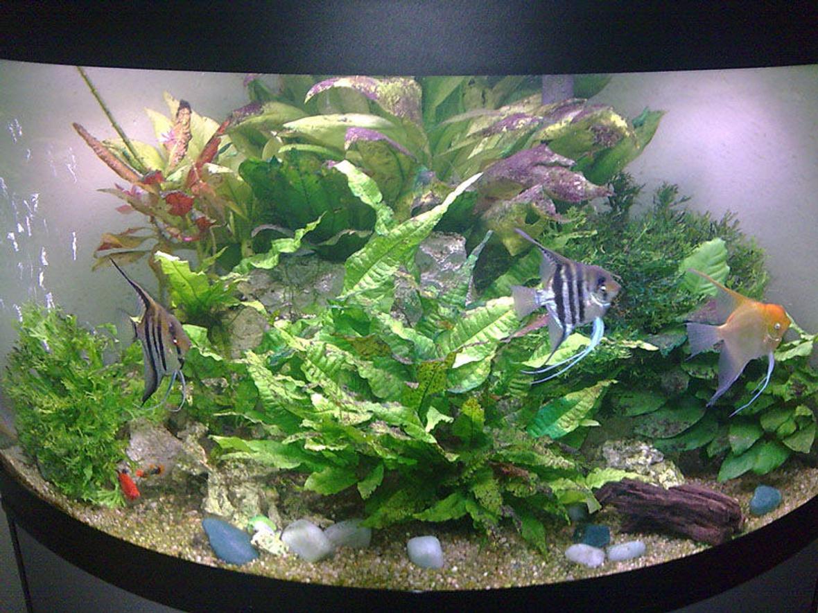 190 gallons planted tank (mostly live plants and fish) - A pic of my tank a year on