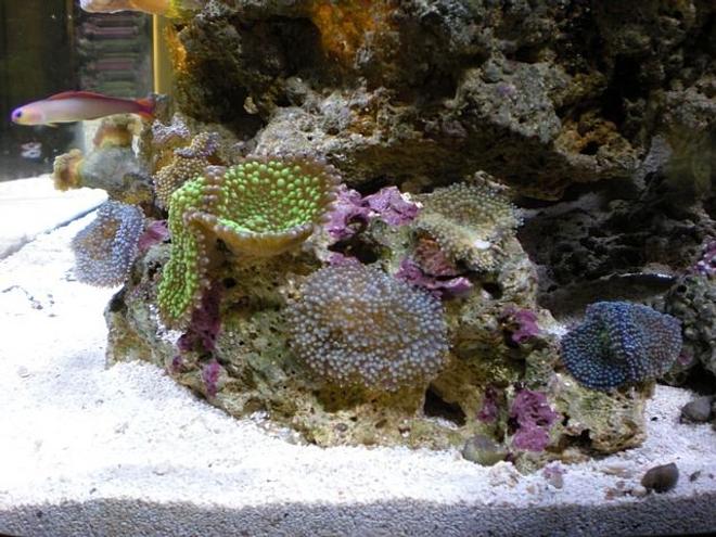 corals inverts - ricordea yuma - flower / ricordea mushroom, green stocking in 28 gallons tank - Ricordia