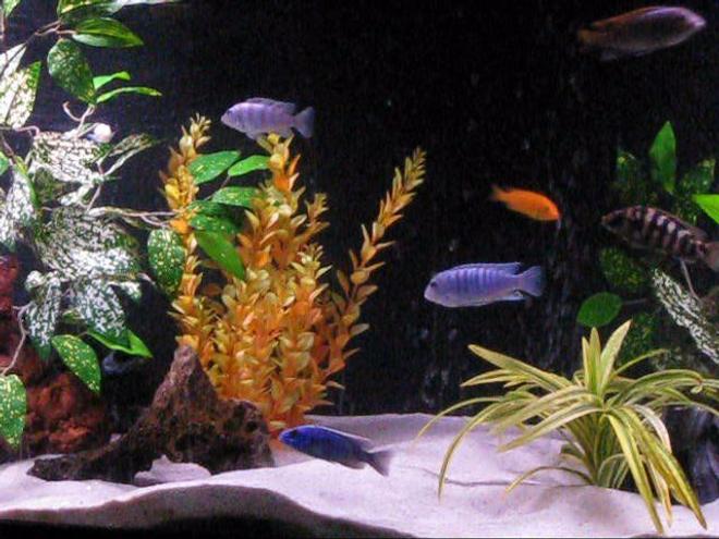 freshwater fish - pseudotropheus estherae - red zebra cichlid stocking in 120 gallons tank - my 120 gallon cichlid tank