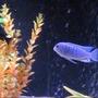freshwater fish - tropheus duboisii - duboisi cichlid stocking in 120 gallons tank - big boy