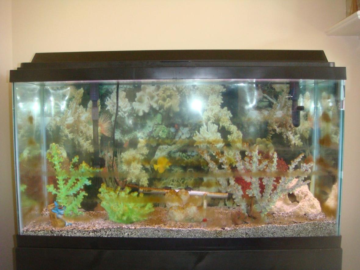 38 gallons saltwater fish tank (mostly fish, little/no live coral) - new and first tank