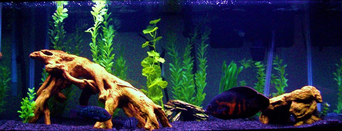 freshwater fish - astronotus ocellatus - tiger oscar stocking in 75 gallons tank - 75g South American cichlids