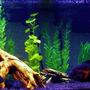 freshwater fish - astronotus ocellatus - tiger oscar stocking in 75 gallons tank - 75g South American cichlids