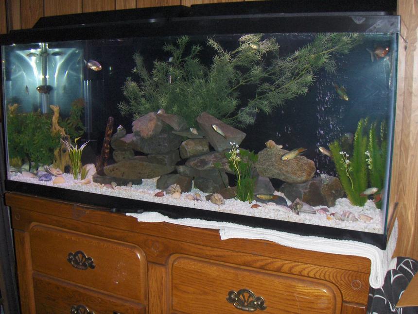 Rated #2708: 55 Gallons Freshwater Fish Tank - 55 Gallon Tank. Blue Paradise Gourami.  3 Red Belly Pacus, and one beautiful 6 inch pleco.  rocks from local creek.  shells to bump up PH.  artificial plants and artificial log.  tetra filter and air pump.  200W heater.
